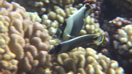 Couple of grey butterfly fishes evolving over the coral garden, Manihi reef