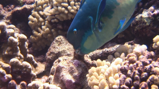 Big blue parrot fish evolving over the coral garden, Manihi reef