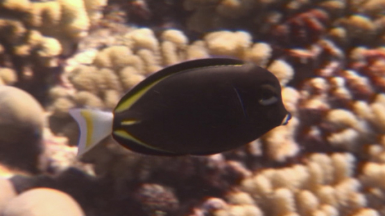 Black surgeonfish evolving over the coral garden, Manihi reef
