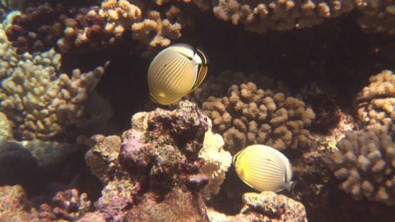 Couple of yellow butterfly fishes evolving over the coral garden, Manihi reef