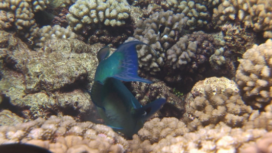 Big blue parrot fish evolving over the coral garden, Manihi reef