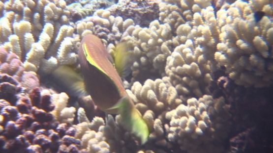 Parrot fish evolving over the coral garden, Manihi reef
