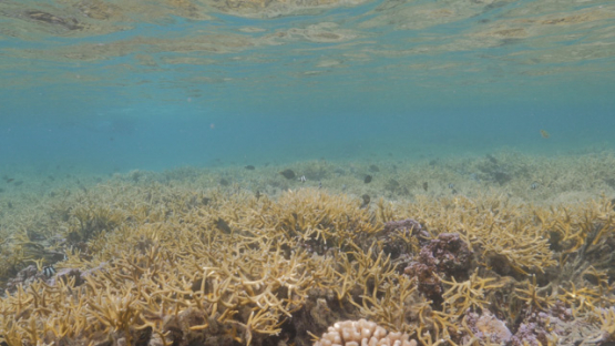 Moorea, Coral formation in the lagoon, shallow Under the surface