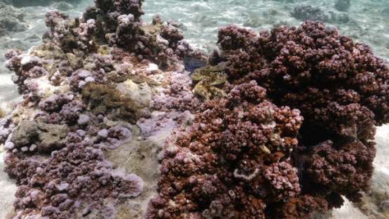 Tridacna maxima, Sea oyster  in the coral formation in the lagoon of Moorea