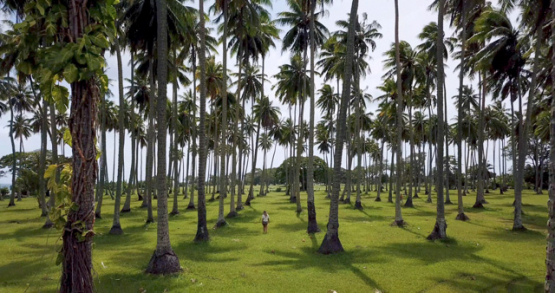 Tahiti 4k drone, aerial view of a women walking between the palm trees
