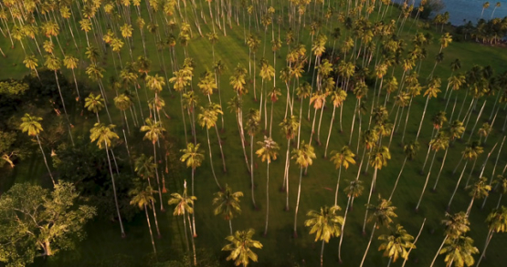 Tahiti 4K drone, aerial view of a palm trees field at sunset