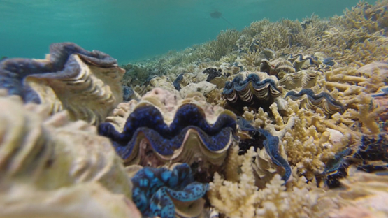 Tridacna maxima, Tropical oysters in the coral formation in the lagoon of Reao