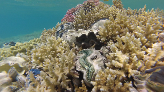 Tridacna maxima, Tropical oysters in the coral formation in the lagoon of Reao