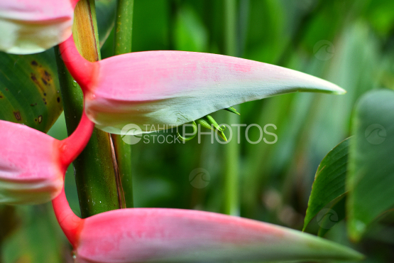 Heliconia chartacea, tropical flower, Tahiti