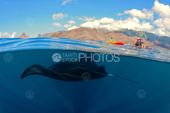 manta ray swimming in the bay of Taiohae, Nuku Hiva