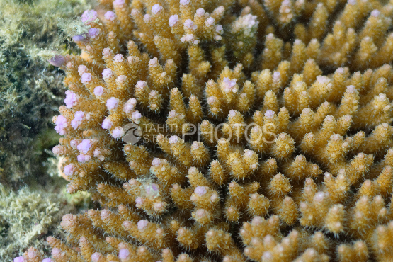 close-up on corals and polypes