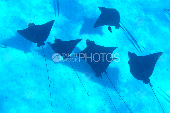 leopard ray in the lagoon of bora bora 