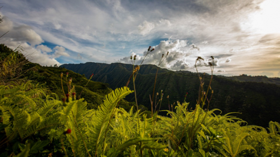 Tahiti, cloudy timelapse of Pic Vert and Mount Marau peaks from the Belvedere with fern in foreground, 4K UHD
