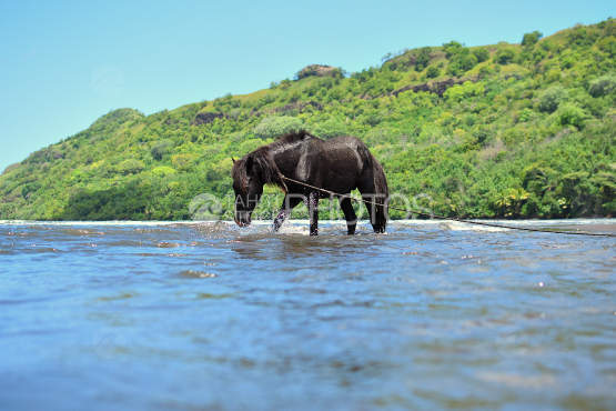 horses on a beach in nuku hiva, marquises islands