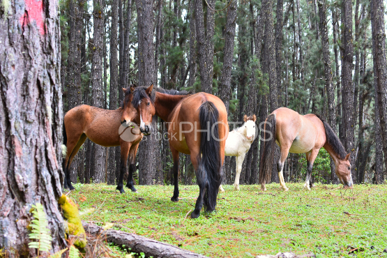 horses in a forest of nuku hiva, marquises islands