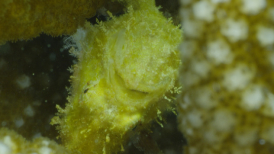 Rangiroa, yellow scorpion leaf fish hidden in the coral acropora, Taenianotus triacanthus, 4K UHD