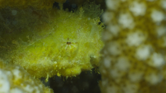 Rangiroa, Taenianotus triacanthus, yellow scorpion leaf fish hidden in the coral acropora, 4K UHD