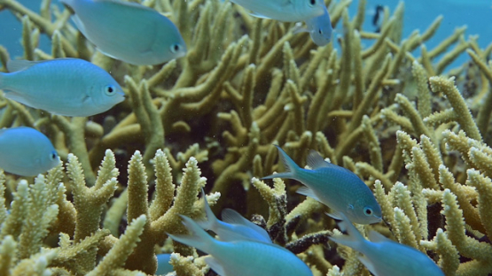 Neon damsel fishes in the branch coral, Acropora cervicornis