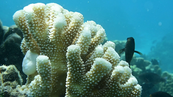 Damsel fishes in the acropora coral