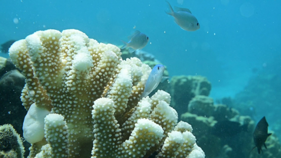 Damsel fishes in the branch coral