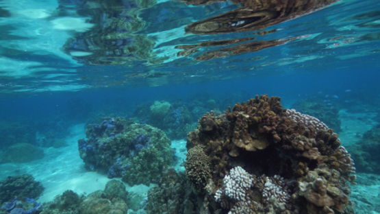 Tahiti, Neon damsel fishes over acropora coral and seaweed, 4K UHD