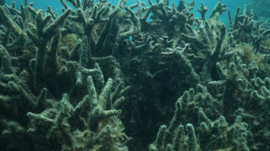 Tropical, dead corals after global warming in the lagoon, Acropora cervicornis, 4K UHD