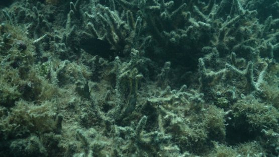 Tropical, dead corals after global warming in the lagoon, 4K UHD