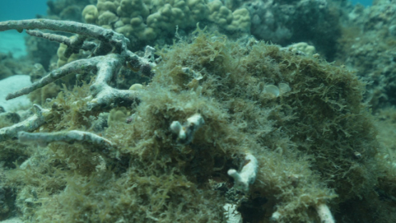 Tropical, dead corals after global warming in the lagoon, 4K UHD