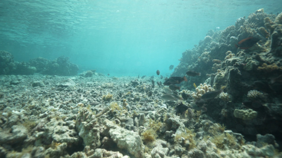 Tahiti, broken coral on the shallow reef, 4K UHD