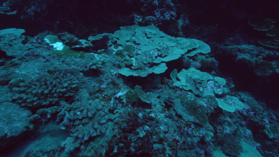 Tahiti, deep coral reef and rose corals, 4K UHD