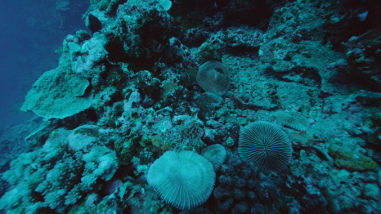 Tahiti, deep coral reef and fungia, 4K UHD