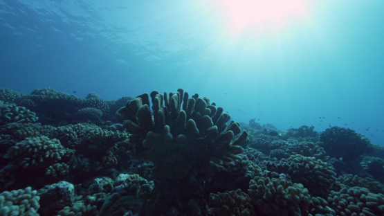 Tahiti, deep coral reef and acropora under the sunlight, 4K UHD