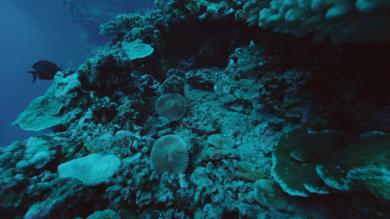 Tahiti, deep coral reef and mushroom corals, fungia, 4K UHD