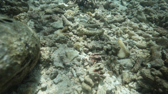Tahiti, broken coral on the shallow reef, 4K UHD