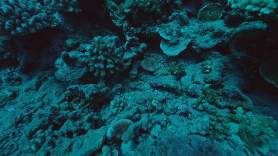 Tahiti, deep coral reef and fungia, 4K UHD