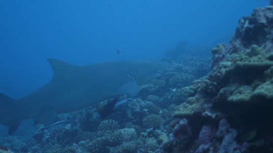 Fakarava, Lemon shark over the coral reef, 4K UHD