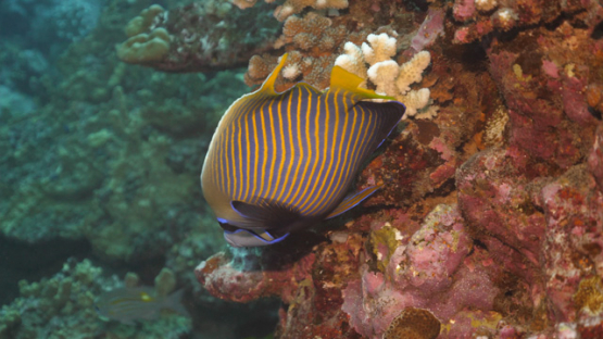 Fakarava, Pomacanthus imperator, Emperor angelfish evolving over the coral garden, 4K UHD