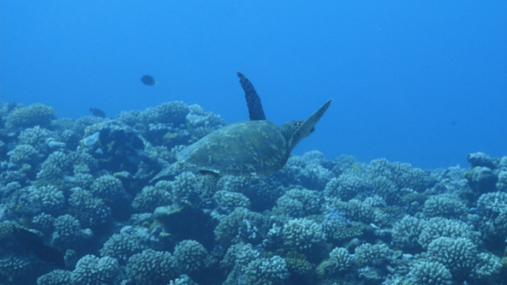 Tahiti, green turtle swimming over the coral reef, 4K UHD