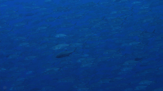 Tahiti, School of Big eye jack fishes swimming fast, 4K UHD