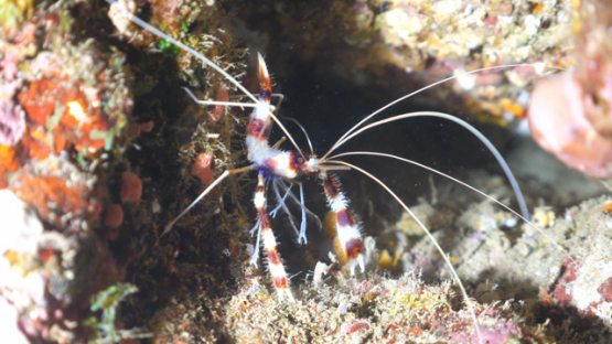 Fakarava, white and red shrimp on the rock, 4K UHD