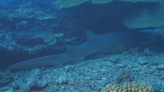 Fakarava, nurse shark resting under pinnacle of coral, 4K UHD