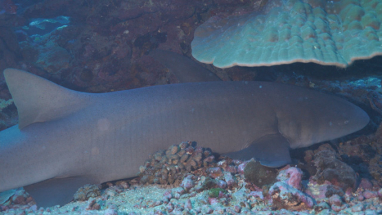 Fakarava, nurse shark resting under pinnacle of coral, 4K UHD
