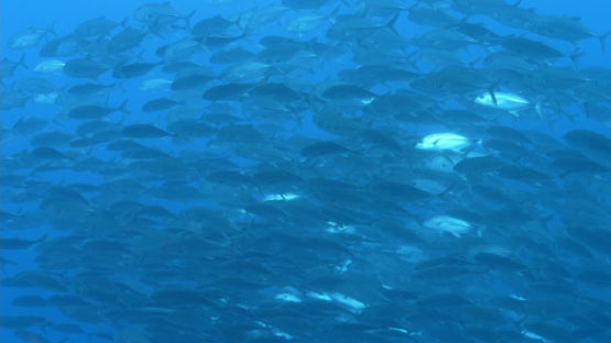 Tahiti, Big eye jack fishes schooling, 4K UHD