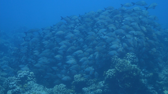 Fakarava, school of red paddletail snappers in the pass, 4K UHD