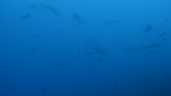 Fakarava, group of grey sharks swimming in the pass, 4K UHD