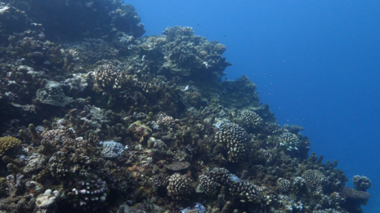 Coral reef and seaweeds, 4K UHD