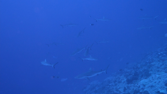 Fakarava, group of grey sharks in the pass, 4K UHD