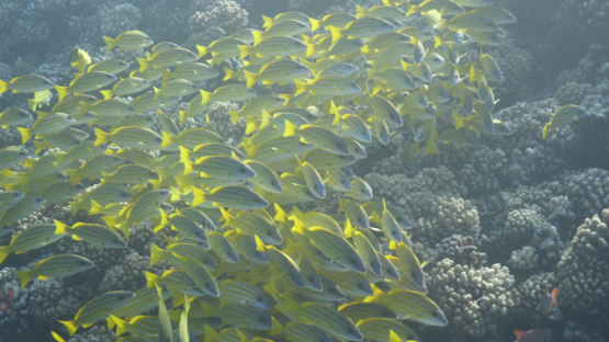 Fakarava, blue lined yellow snappers over the coral reef, 4K UHD