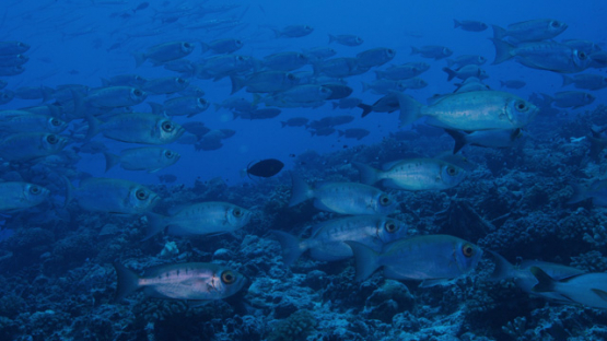 Tikehau, big eye priacanthus group of fishes over the coral reef, 4K UHD