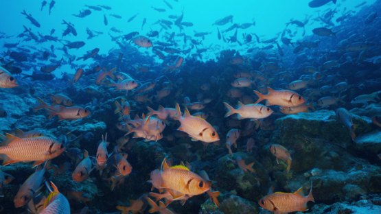 Tikehau, Blotcheye Soldierfishes over the coral reef, Myripristis murdjan, 4K UHD